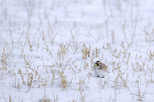 Saskatchewan horned lark (Eremophila alpestris enthymia) adult male foraging on snow covered ground in winter, Canada