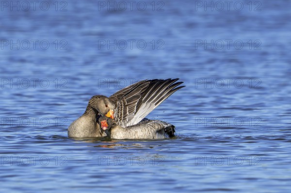 Greylag geese, graylag goose (Anser anser) pair swimming in pond and showing mating behaviour by male biting neck of female in late winter, spring