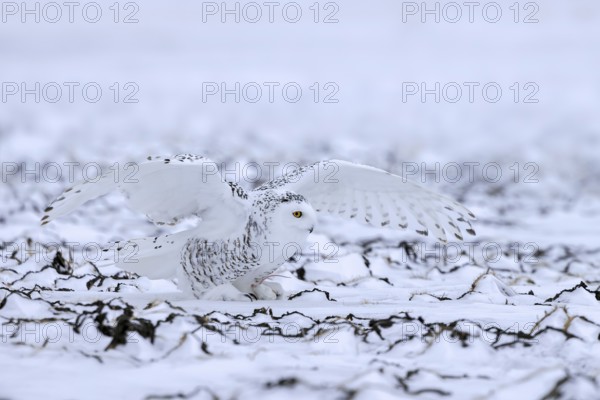 Snowy owl, polar owl, white owl, Arctic owl (Bubo scandiacus, Strix scandiaca) female landing with spread wings on prey in the snow in winter