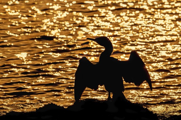 Great cormorant (Phalacrocorax carbo) sitting on the shore, stretching wings for drying wet feathers, silhouetted at sunset