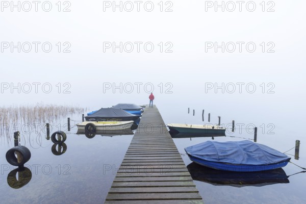 Rowing boats, rowboats moored to wooden jetty at Lake Ratzeburg, Ratzeburger See in mist, Lauenburg Lakes Nature Park, Schleswig-Holstein, Germany. Model released