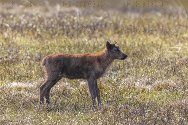 Reindeer (Rangifer tarandus) calf foraging on the tundra in spring, Jämtland, Sweden, Scandinavia
