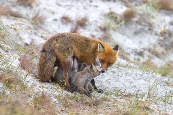 Red fox (Vulpes vulpes) female suckling kits, young near burrow, den in the sand dunes along the coast in spring