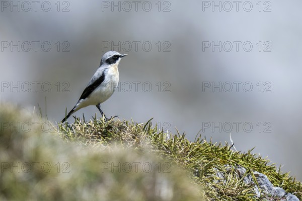 Northern wheatear (Oenanthe Oenanthe, Motacilla Oenanthe) adult male in breeding plumage in spring, Sierra de Gredos, Spain
