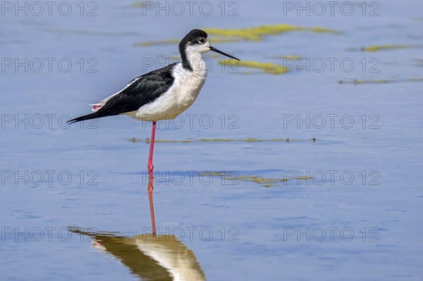 Black-winged stilt (Himantopus himantopus) adult male in summer plumage resting in shallow water of pond at wetland in spring, Spain