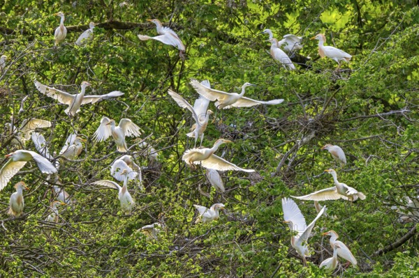Flock of cattle egrets (Ardea ibis, Bubulcus ibis) in summer plumage, breeding plumage displaying in tree at cattle egret colony in spring, Spain
