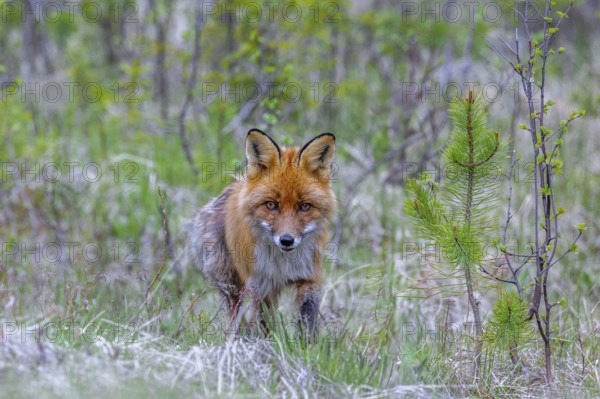 Red fox (Vulpes vulpes) hunting among fresh shoots of pine trees at edge of coniferous forest in spring