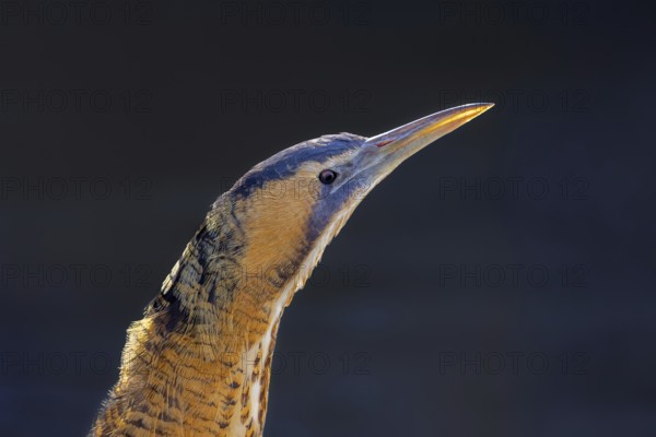 Eurasian bittern, great bittern (Botaurus stellaris) close-up portrait of adult in winter