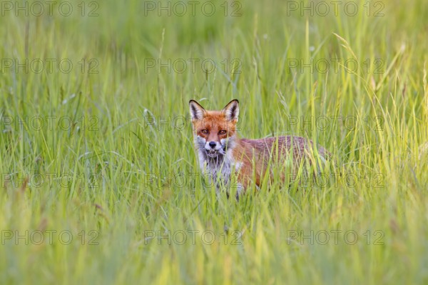 Red fox (Vulpes vulpes) with caught mouse prey in muzzle, hunting in grassland, meadow in spring