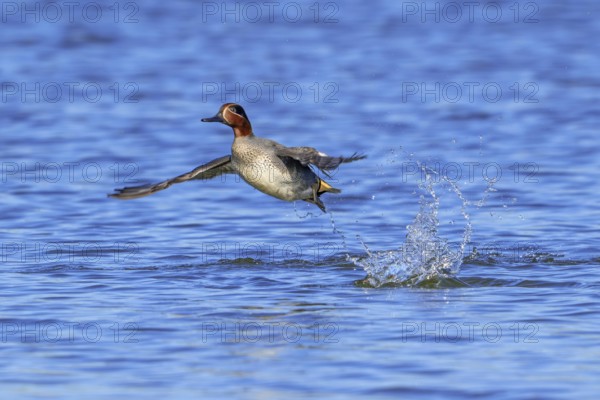 Eurasian teal, common teal, Eurasian green-winged teal (Anas crecca) male in flight taking off from lake, pond in late winter
