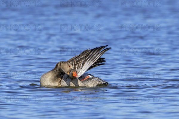 Greylag geese, graylag goose (Anser anser) pair swimming in pond and showing mating behaviour by male biting neck of female in late winter, spring