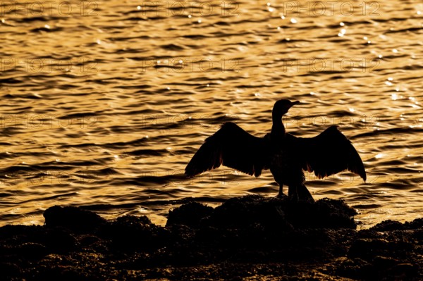 Great cormorant (Phalacrocorax carbo) sitting on the shore, stretching wings for drying wet feathers, silhouetted at sunset along the North Sea coast