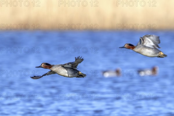 Two Eurasian teals, common teal, Eurasian green-winged teal (Anas crecca) males flying over lake, pond in late winter