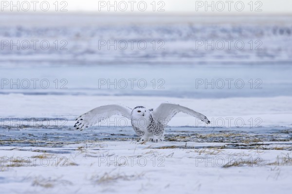 Snowy owl, polar owl, white owl, Arctic owl (Bubo scandiacus, Strix scandiaca) female landing with spread wings on snow covered tundra in winter
