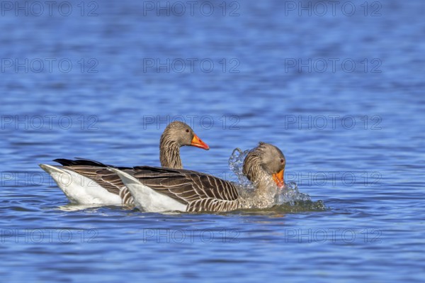 Greylag geese, graylag goose (Anser anser) pair swimming in pond and male, gander showing courtship behaviour in late winter, spring