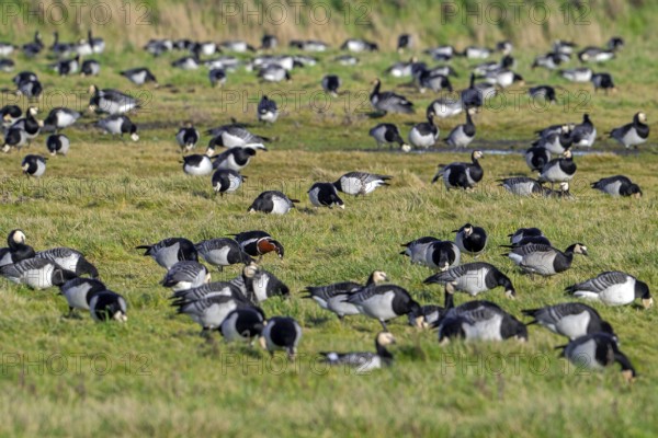 Red-breasted goose (Branta ruficollis) in flock of barnacle geese (Branta leucopsis) foraging in meadow, grassland in winter, Zeeland, Netherlands