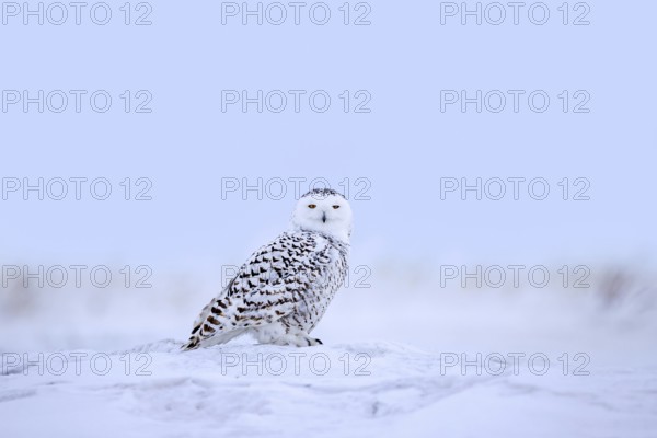 Snowy owl, polar owl, white owl, Arctic owl (Bubo scandiacus, Strix nyctea, Strix scandiaca) adult female on snow covered tundra in winter