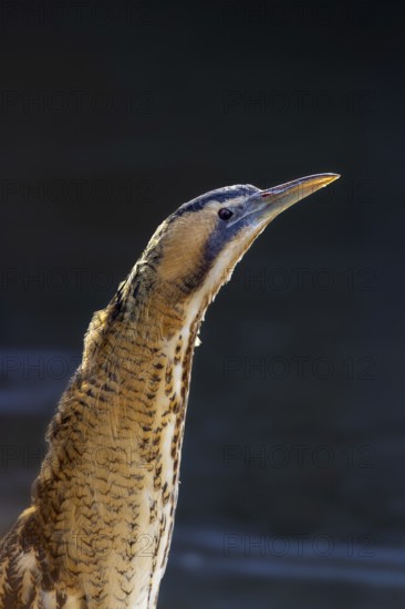 Eurasian bittern, great bittern (Botaurus stellaris) close-up portrait of adult in winter