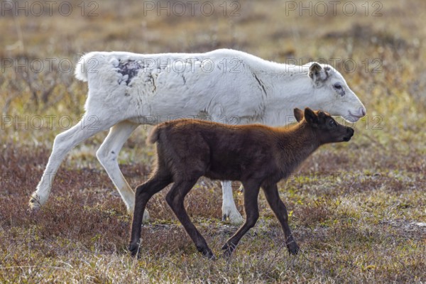 Reindeer (Rangifer tarandus) white colour morph female, cow with calf foraging on the tundra in spring, Jämtland, Sweden, Scandinavia