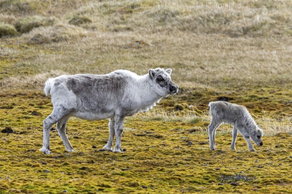 Svalbard reindeer (Rangifer tarandus platyrhynchus) moulting female, cow with calf foraging on the tundra in summer on Spitsbergen, Norway