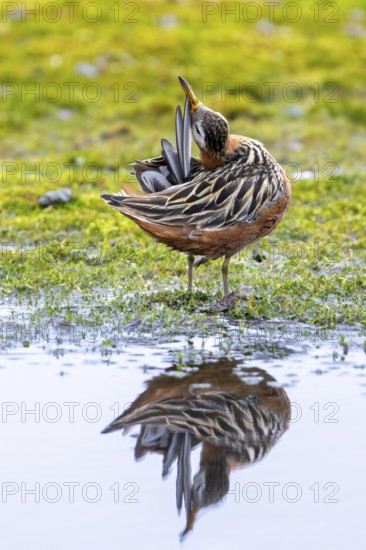 Red phalarope, grey phalarope (Phalaropus fulicarius) male in breeding plumage preening feathers on the tundra in summer, Svalbard, Spitsbergen