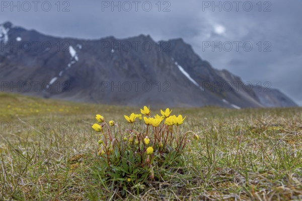 Yellow marsh saxifrage, bog saxifrage (Saxifraga hirculus), perennial herb in flower on the arctic tundra in summer on Svalbard, Spitsbergen, Norway
