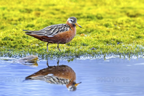 Red phalarope, grey phalarope (Phalaropus fulicarius) male in breeding plumage resting along pond bank on tundra in summer, Svalbard, Spitsbergen