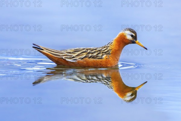 Red phalarope, grey phalarope (Phalaropus fulicarius) adult male in breeding plumage swimming in pond on the tundra in summer, Svalbard, Spitsbergen