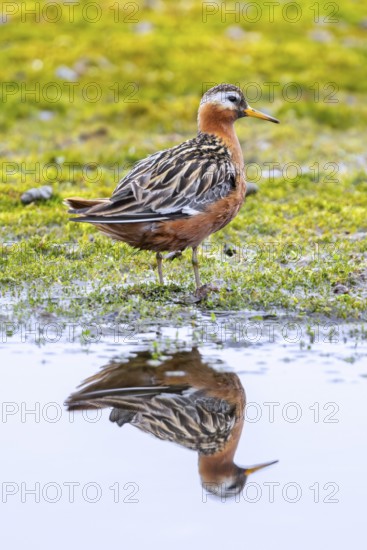 Red phalarope, grey phalarope (Phalaropus fulicarius) male in breeding plumage resting along pond bank on tundra in summer, Svalbard, Spitsbergen