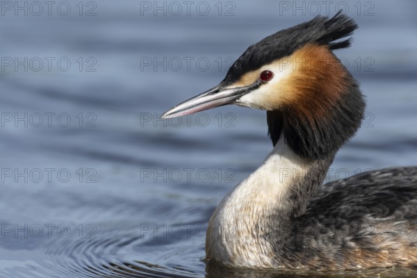 Great Crested Grebe (Podiceps cristatus), Emsland, Lower Saxony, Germany