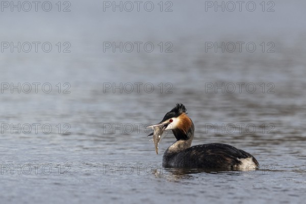 Great Crested Grebe (Podiceps Scalloped ribbonfish) with preyed fish, Emsland, Lower Saxony, Germany