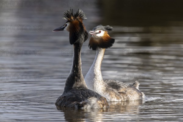 Great Crested Grebe (Podiceps Scalloped ribbonfish) Courtship, Emsland, Lower Saxony, Germany