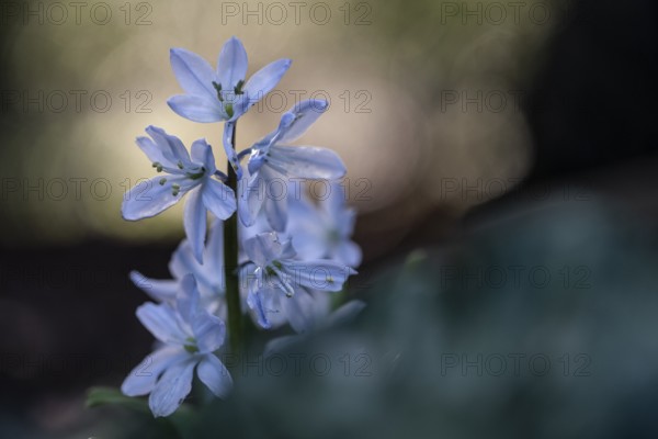 Caucasian bluestem (Scilla mischschenkoana), Emsland, Lower Saxony, Germany