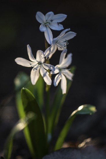 Caucasian bluestem (Scilla mischschenkoana), Emsland, Lower Saxony, Germany