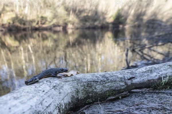 Great crested newt (Triturus Scalloped ribbonfish) in its habitat, Emsland, Lower Saxony, Germany