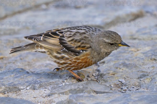 Alpine accentor (Prunella collaris collaris) adult foraging amongst rocks in the mountains in spring, Spain