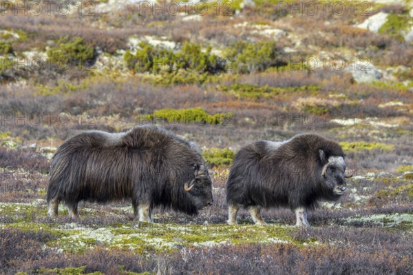 Muskox (Ovibos moschatus) bull and cow on the tundra during the rut, rutting season in autumn, fall, Dovrefjell–Sunndalsfjella National Park, Norway