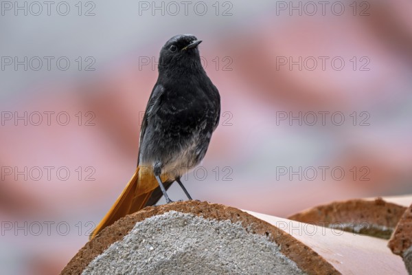 Black redstart (Phoenicurus ochruros aterrimus) adult male perched on red roof tile of Spanish house in spring, Spain