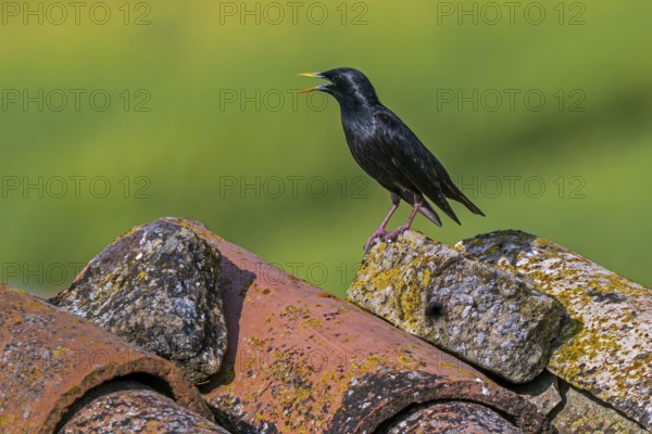 Spotless starling (Sturnus unicolor) adult breeding male in summer plumage calling from roof tile of Spanish house in spring, Spain