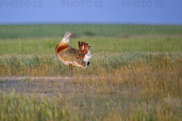 Great bustard (Otis tarda) male in breeding plumage displaying in field, grassland, steppe in spring, Castile and Leon, Castilla y León, Spain