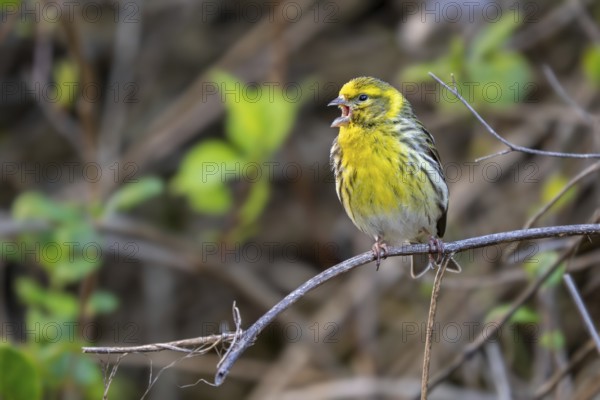 European serin (Serinus serinus, Fringilla serinus) singing male perched in bush in spring, Spain