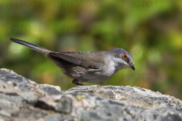 Sardinian warbler (Curruca melanocephala, Sylvia melanocephala) female perched on rock in spring, Spain