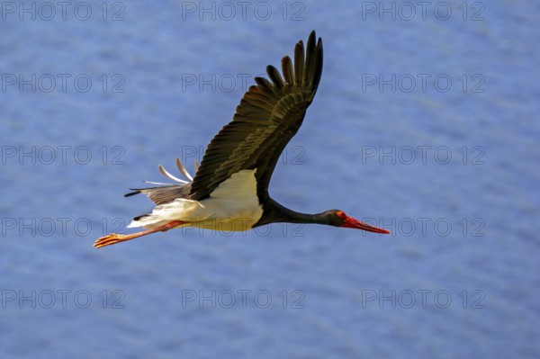 Migrating black stork (Ciconia nigra) flying, soaring over water in spring