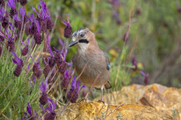 Eurasian jay (Garrulus glandarius fasciatus) adult foraging in rocky terrain with wildflowers in spring, Sierra de Gredos, Spain