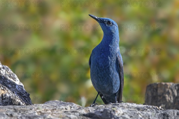 Blue rock thrush (Monticola solitarius) adult male perched on rock in Spain, South Europe