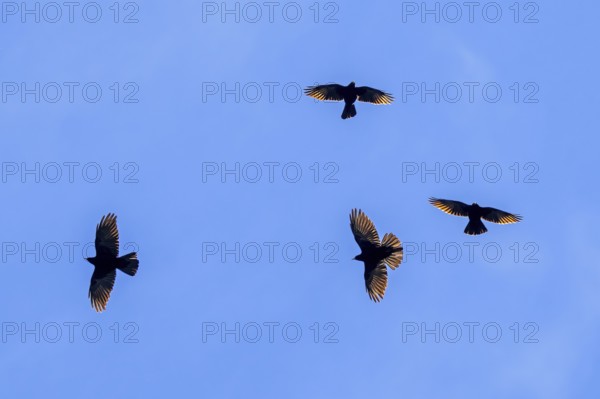 Four Alpine choughs, yellow-billed chough group (Pyrrhocorax graculus, Corvus graculus) flock in flight against blue sky