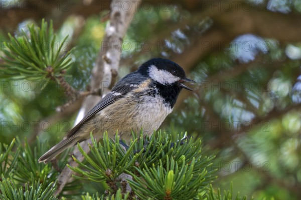 Iberian coal tit (Periparus ater vieirae, Parus ater) calling from pine tree in spring, Spain, Iberia