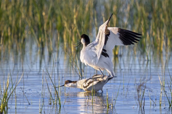 Pied avocet (Recurvirostra avosetta) pair mating in shallow water of pond in wetland in spring