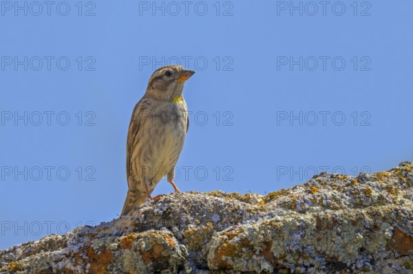 Rock sparrow, rock petronia (Petronia petronia petronia, Fringilla petronia) perched on old stone wall covered in lichen in spring, Spain