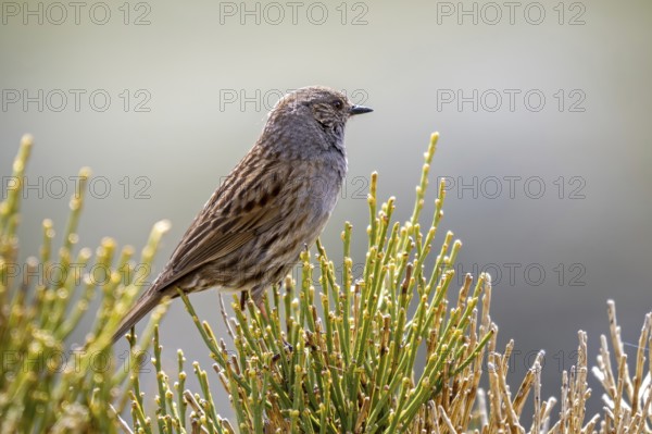 Iberian dunnock (Prunella modularis mabbotti, Motacilla modularis) perched in bush in spring, Spain